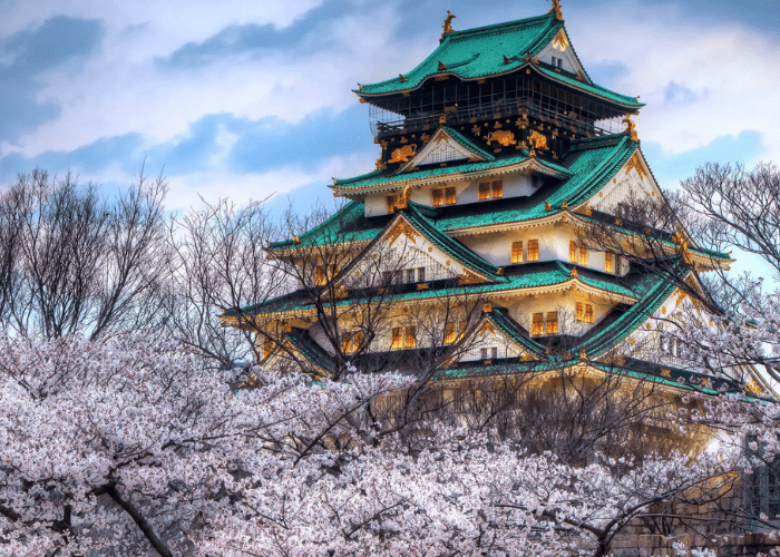 JAPAN CHERRY BLOSSOM
